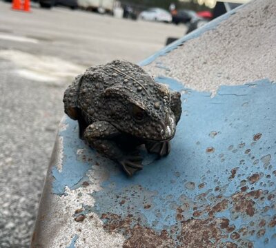 ToadRacer totaled 7 snip..JPG