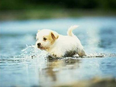 puppy.jpg